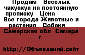 Продам.  Веселых чихуахуа на постоянную прописку › Цена ­ 8 000 - Все города Животные и растения » Собаки   . Самарская обл.,Самара г.